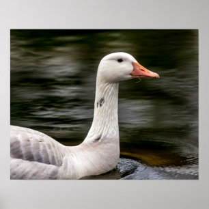 Poster Leucistic Canadian Goose