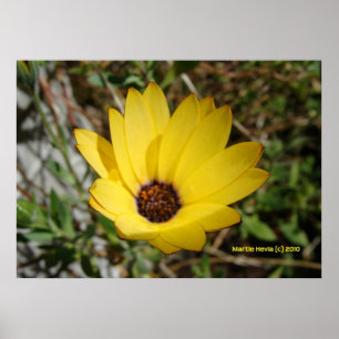 Poster Levant de la marguerite jaune