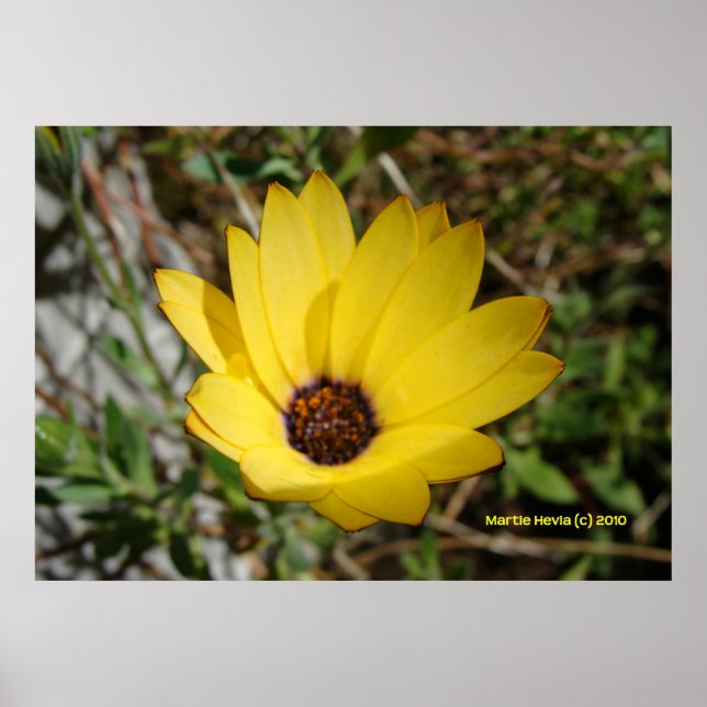 Poster Levant de la marguerite jaune (Devant)
