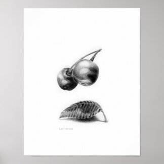 Poster Levée
