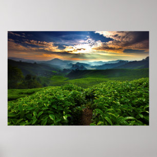 Poster Lever de soleil sur la ferme de thé