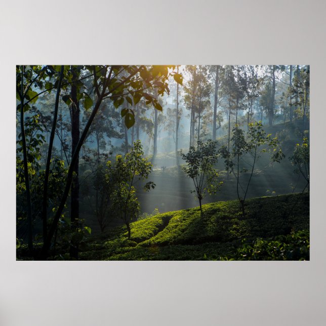 Poster Lever de soleil sur Maskeliya : Plantation de thé  (Devant)