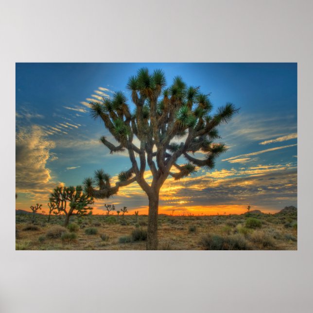 Poster Lever Du Soleil Au Parc National De Joshua Tree (Devant)