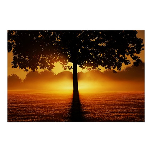 Poster Lever du soleil, silhouette des arbres, (Devant)