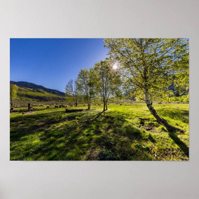 Poster Lever du soleil sur un pâturage rempli de moutons (Devant)