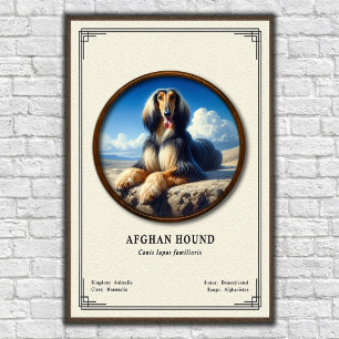 Poster Lévrier Afghan Série de Zoologie