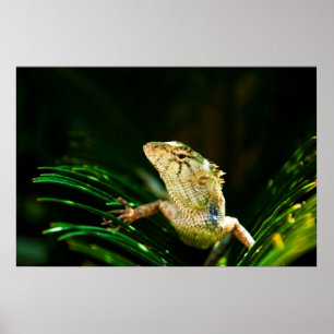 Poster Lézard commun