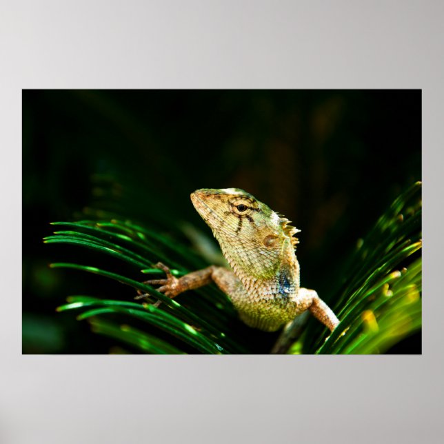 Poster Lézard commun (Devant)