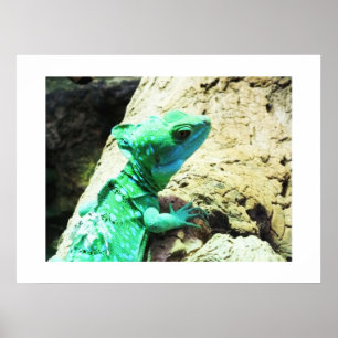 Poster Lézard de basilic vert