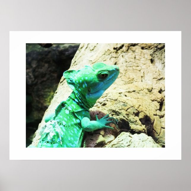 Poster Lézard de basilic vert (Devant)