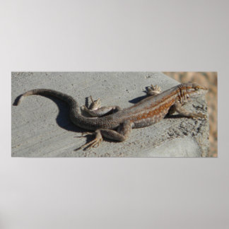 Poster lézard des dunes