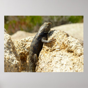 Poster Lézard épineux à dos jaune à Joshua Tree