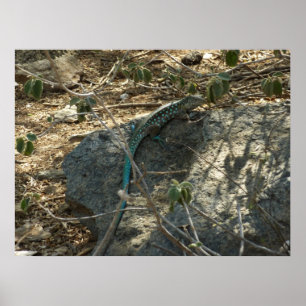 Poster Lézard fouette-queue d'Aruba Photographie d'animau
