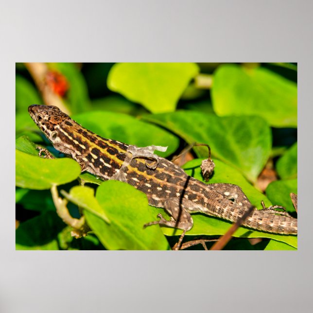 Poster Lézard italien (Devant)
