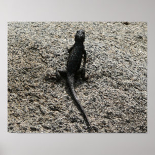 Poster Lézard noir