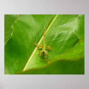 Poster Lézard vert sur feuille verte