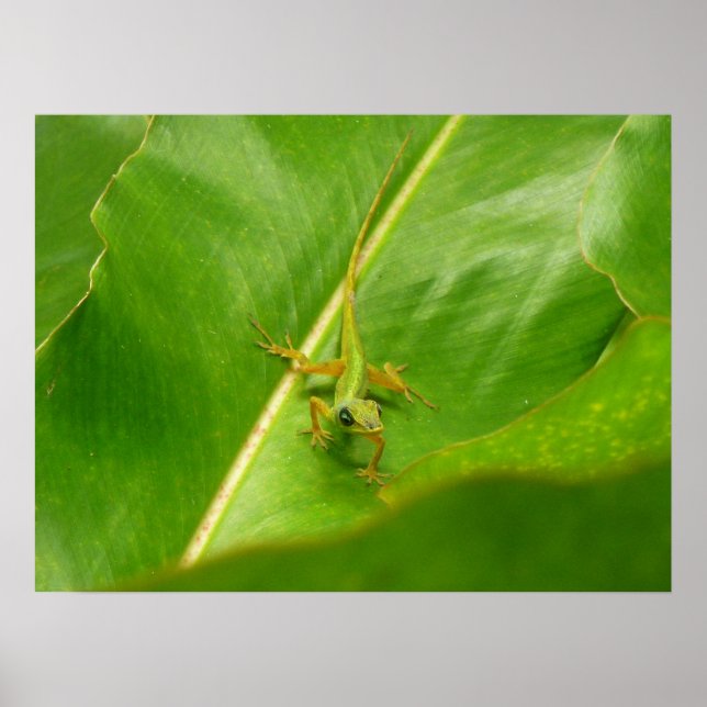 Poster Lézard vert sur feuille verte (Devant)