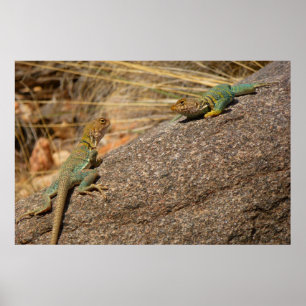 Poster Lézards à collier de l'Ouest au Colorado