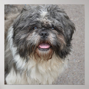 Poster Lhasa Apso