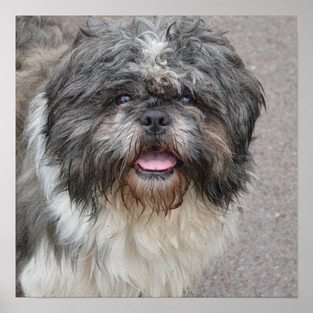 Poster Lhasa Apso (Devant)