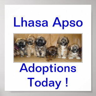 Poster Lhasa Apso Dog Adoptions Aujourd'hui Signes