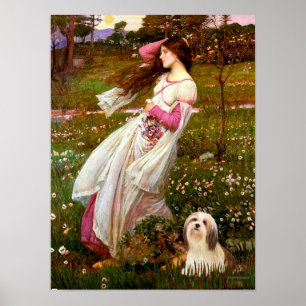 Poster Lhassa Apso 4 - Fleurs à vent