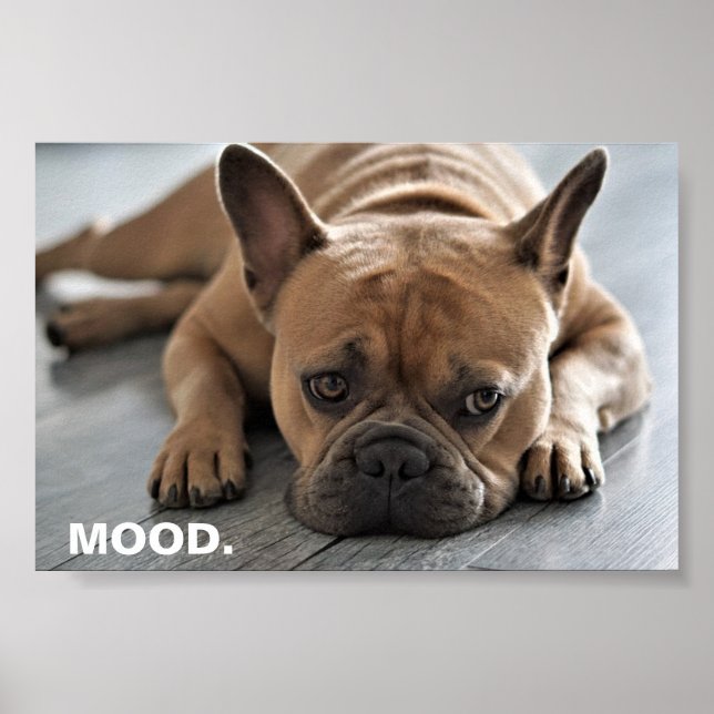 Poster L'humeur des Bulldog français (Devant)