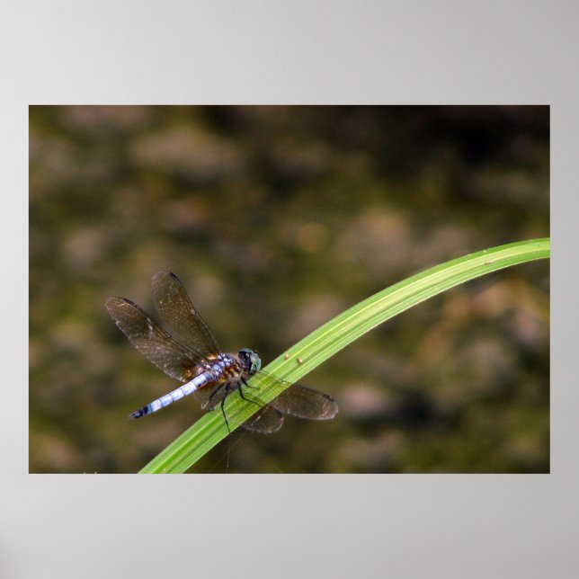 Poster libellule (Devant)