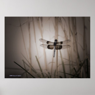 Poster libellule