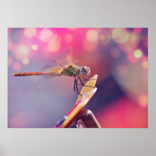 Poster Libellule
