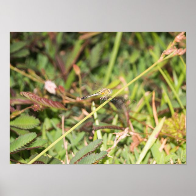 Poster libellule (Devant)