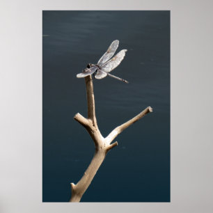 Poster Libellule au repos