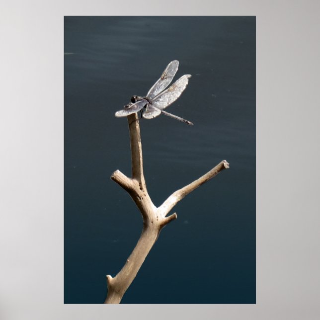 Poster Libellule au repos (Devant)