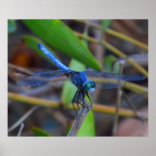 Poster - libellule bleue