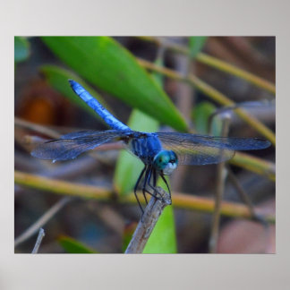 Poster - libellule bleue