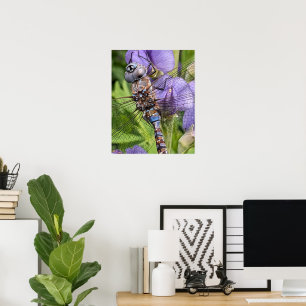Poster Libellule Darner aux Yeux Bleus Photographique
