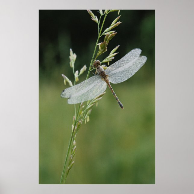 Poster Libellule Darner couverte de rosée (Devant)
