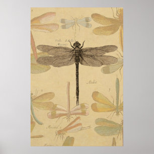 Poster Libellule Dessin Antique Classique Vintage
