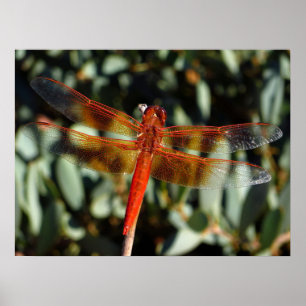 Poster libellule orange avec ailes ouvertes