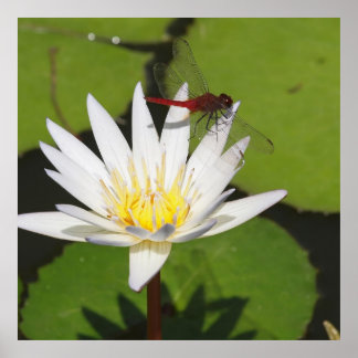 Poster Libellule sur nénuphar