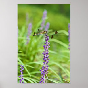 Poster Libellule sur une fleur