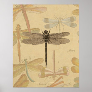 Poster Libellule Vintage Antique Classique Nature