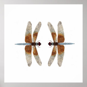 Poster Libellules d'écumoire de veuve de la remise en jeu