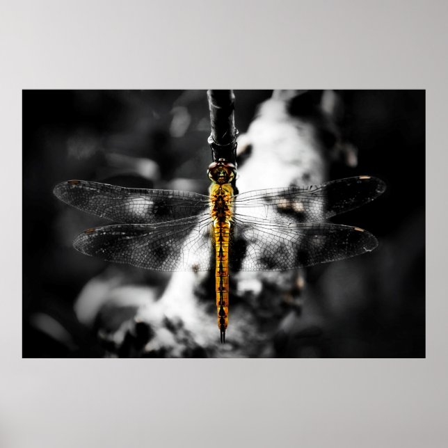 Poster Libellulidae (Devant)