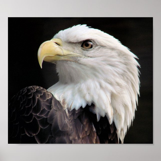 Poster Liberté (Devant)