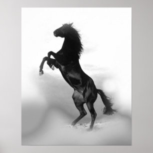 Poster Liberté du cheval noir blanc d'élevage