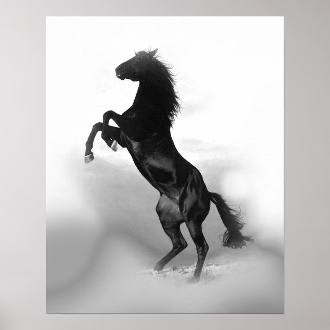 Poster Liberté du cheval noir blanc d'élevage (Devant)