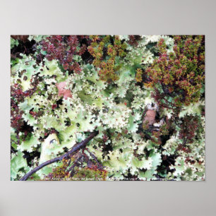 Poster Lichen, Baie Ainsworth, Tierra del Fuego, Chili