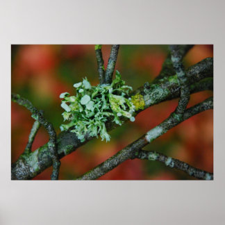 Poster Lichen d'automne