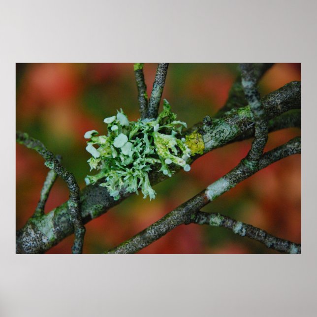Poster Lichen d'automne (Devant)